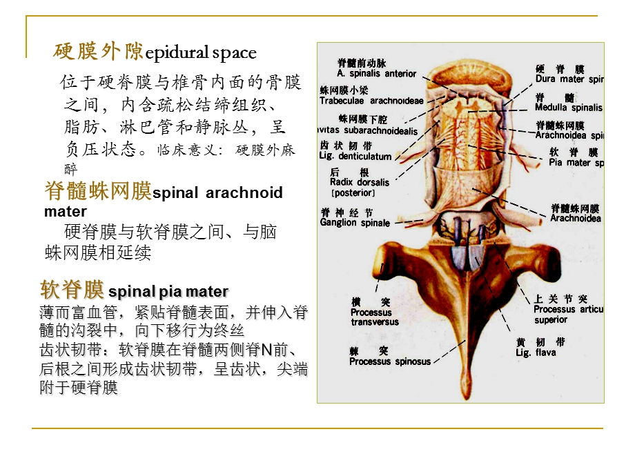 脑血管被膜.ppt_第3页