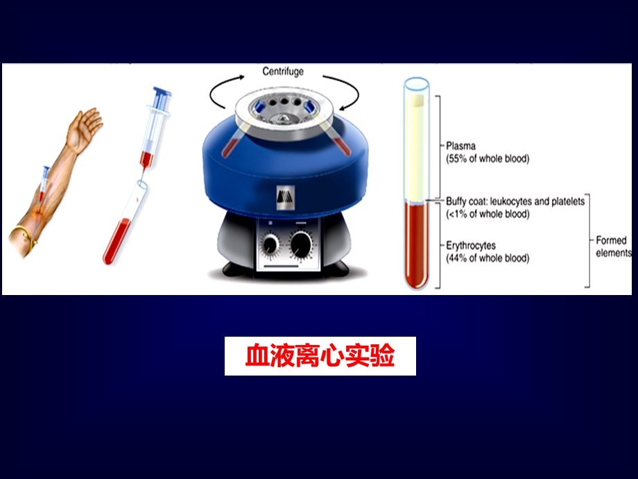 组织学与胚胎学课件血液.ppt_第3页