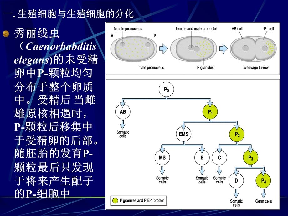 生殖细胞发生教学评优赛.ppt_第3页