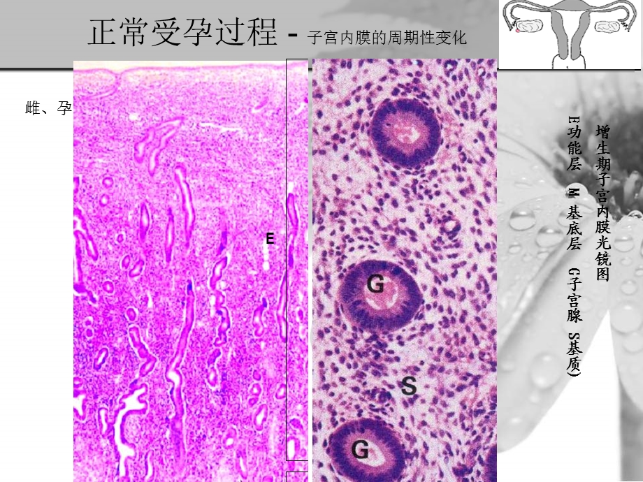 米非司酮的避孕原理.ppt_第3页