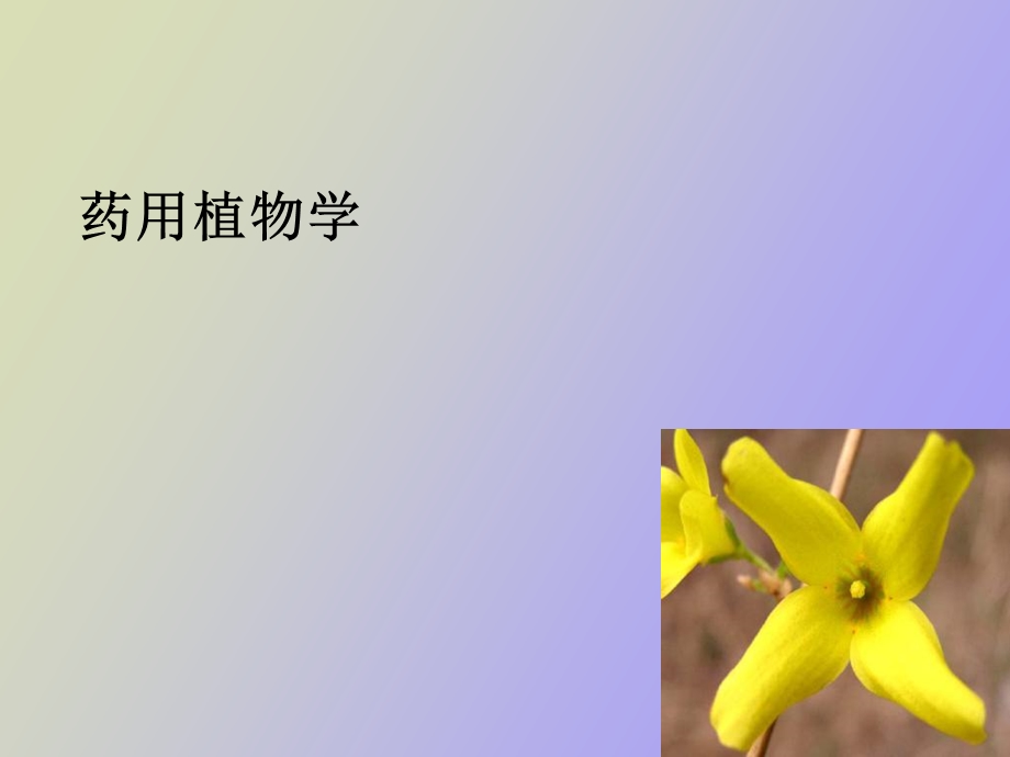 药用植物学绪论.ppt_第1页