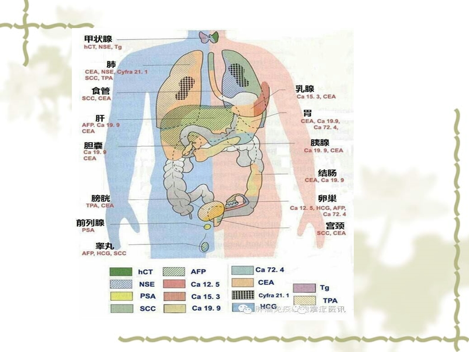 肿瘤标志物临床意义ppt课件.ppt_第3页