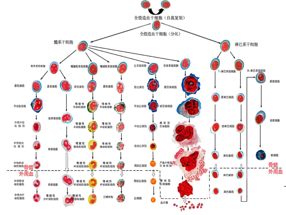 白细胞减少症及粒细胞缺乏症.ppt_第3页