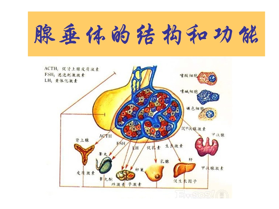 腺垂体的结构和功能.ppt_第1页