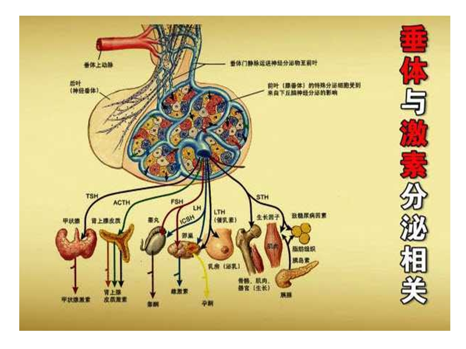 腺垂体的结构和功能.ppt_第3页