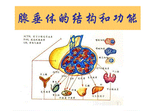 腺垂体的结构和功能.ppt