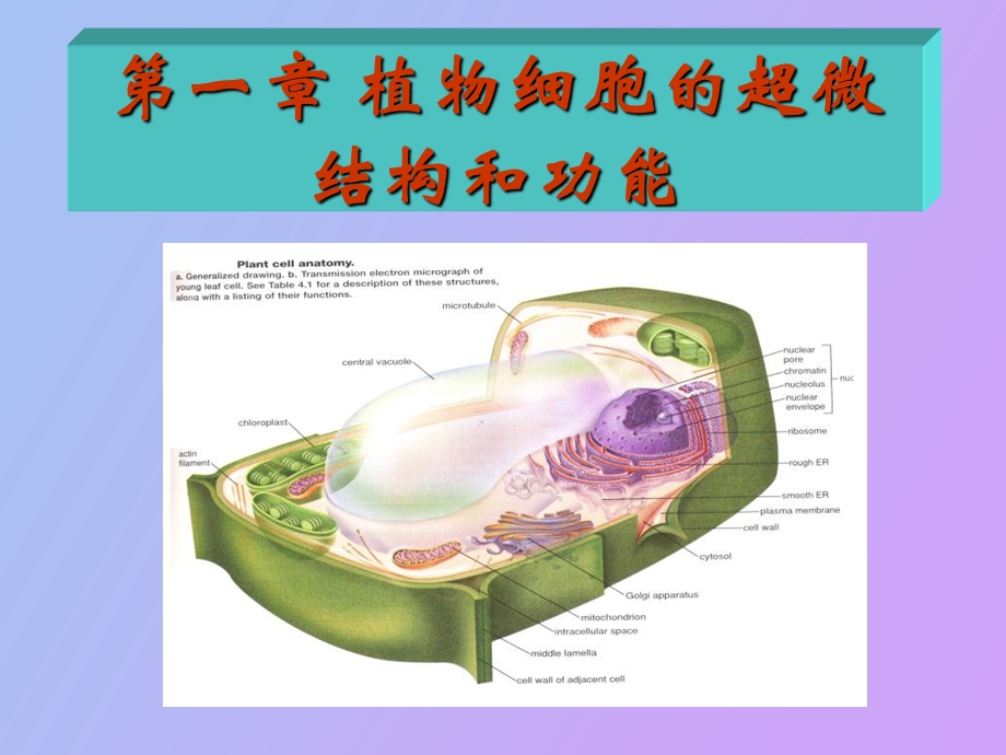 细胞结构与功能教.ppt_第1页