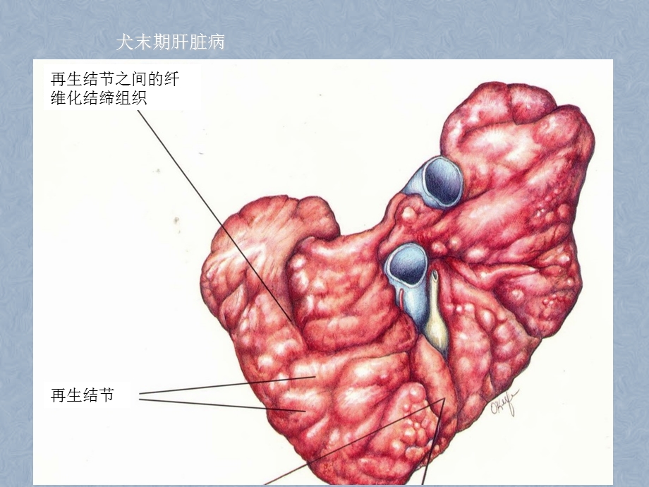 犬肝脏疾病营养代谢.ppt_第2页