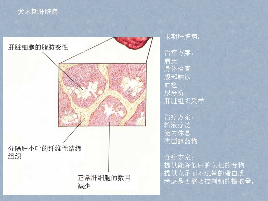 犬肝脏疾病营养代谢.ppt_第3页