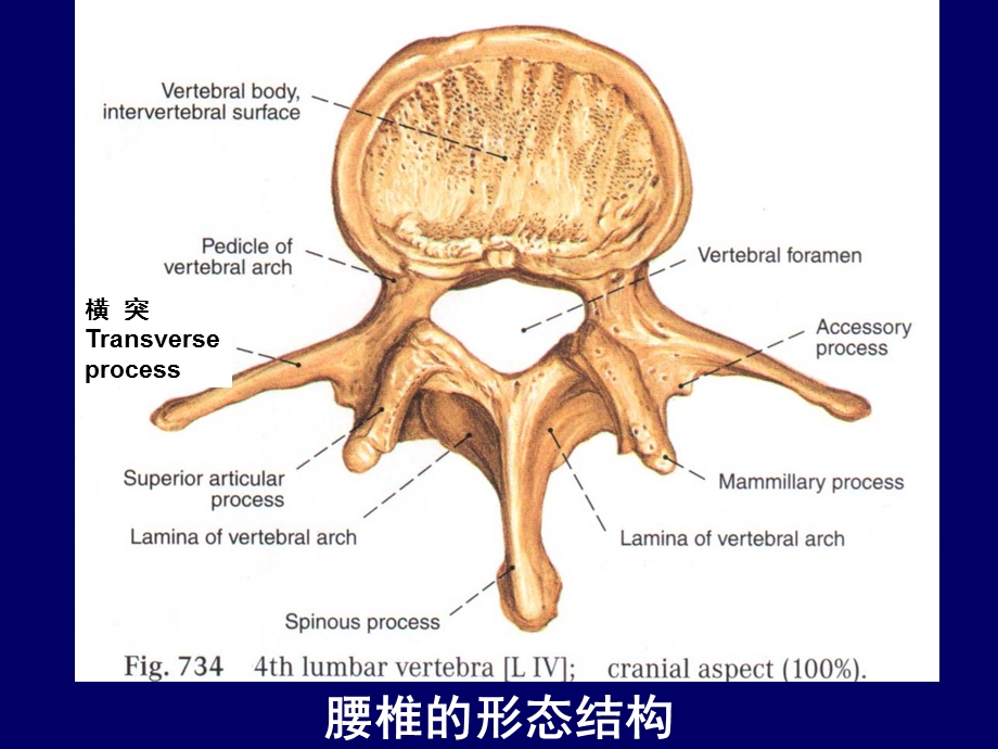 脊柱腰段断层解剖.ppt_第2页