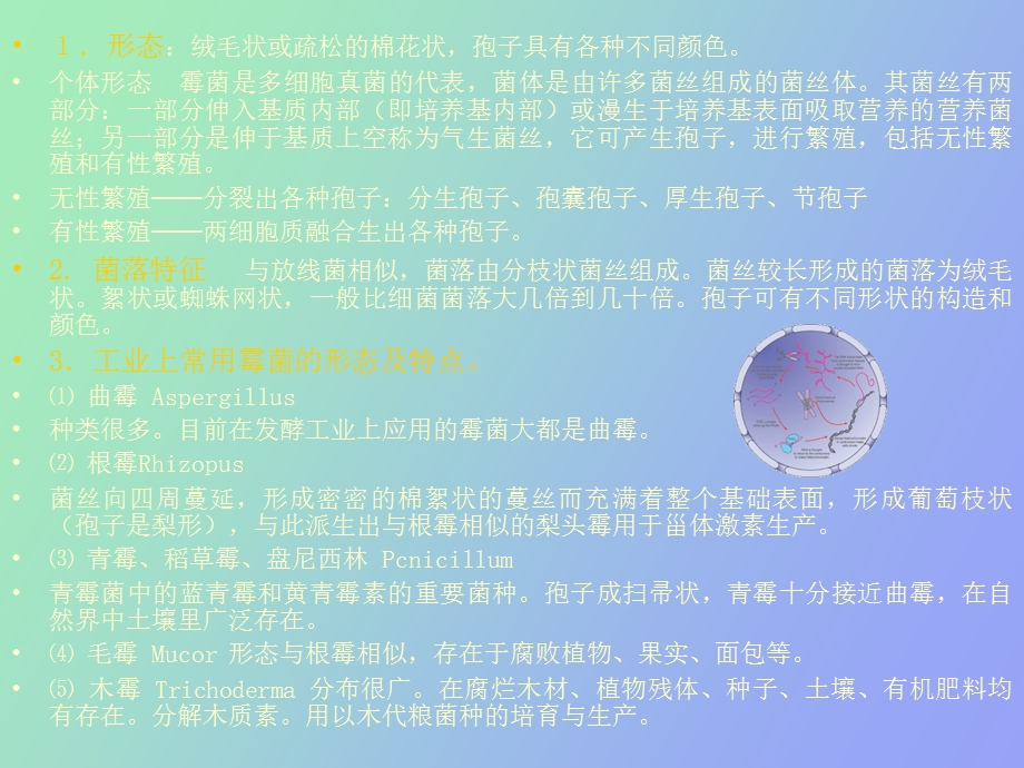 真核细胞型微生物.ppt_第2页