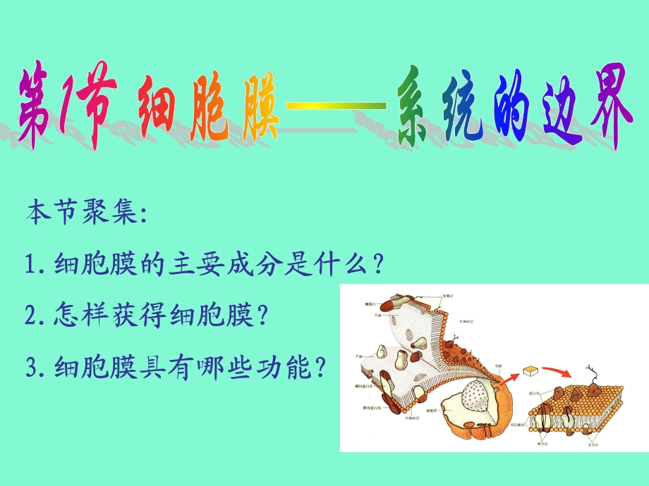 细胞膜的流动性.ppt_第1页