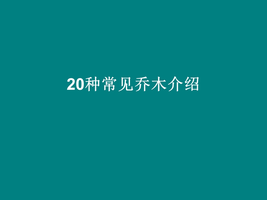 20种常见乔木介绍.ppt_第1页