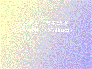 真体腔不分节的动物软体动物门Mollusca.ppt