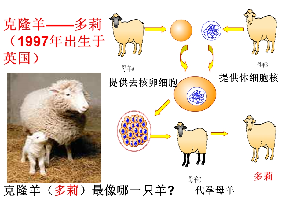 研究细胞核功能的实验分析.ppt_第2页