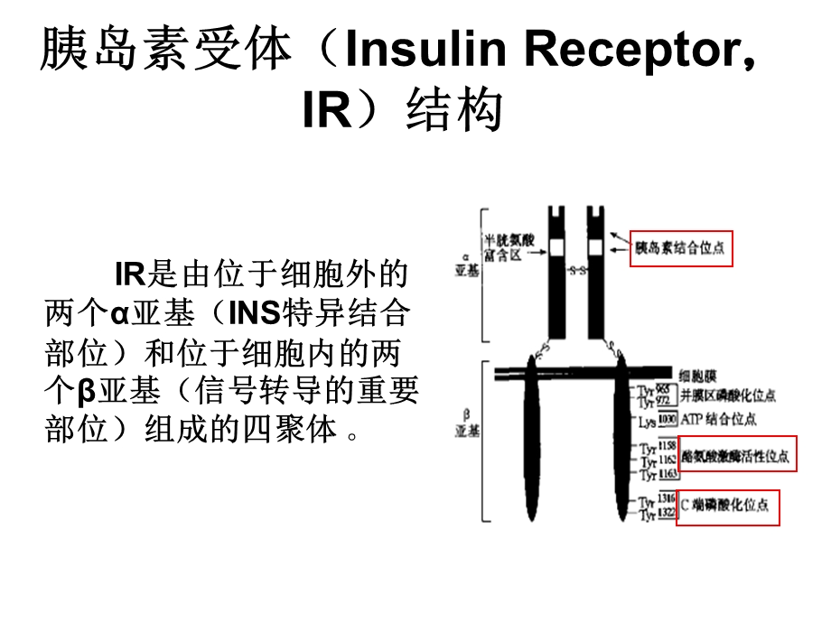 胰岛素信号转导.ppt_第2页