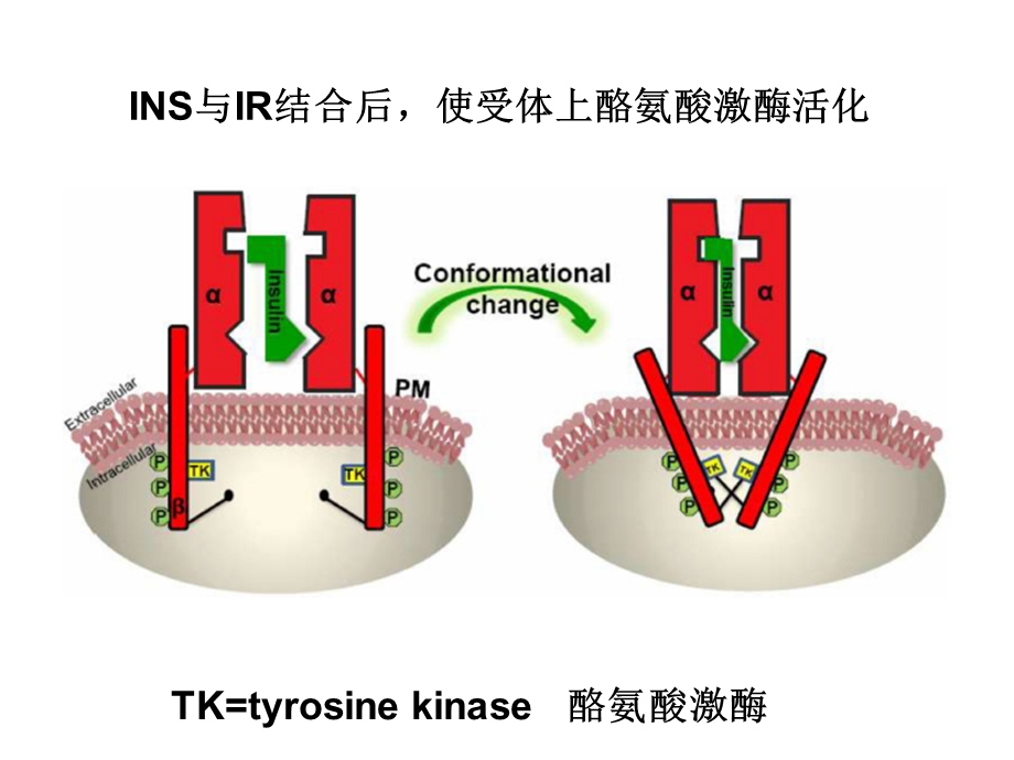 胰岛素信号转导.ppt_第3页