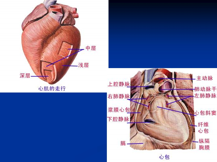 超声心动图巡诊.ppt_第3页