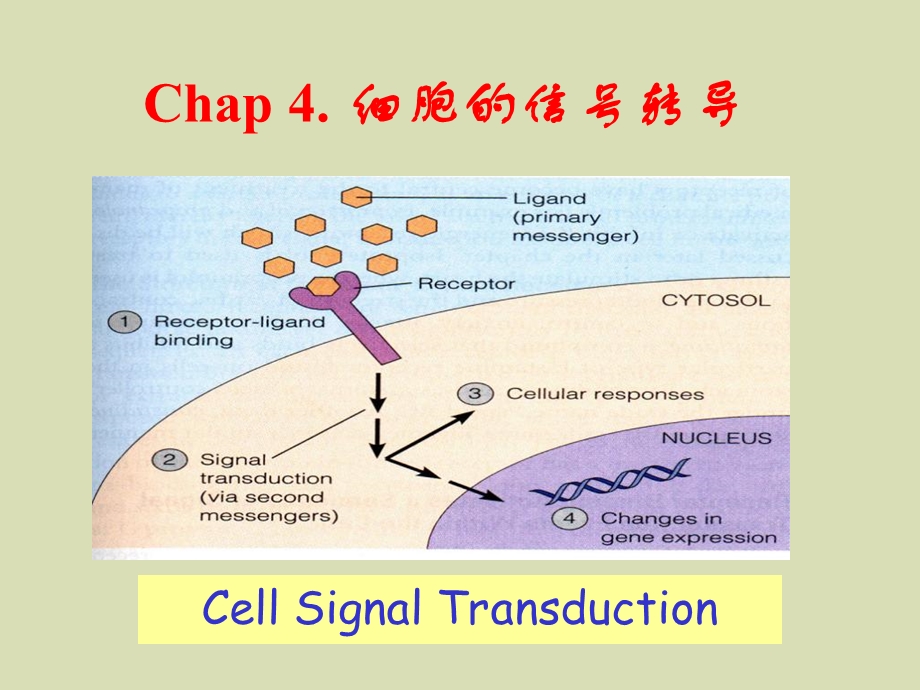 细胞的信号转导医学细胞生物学.ppt_第1页