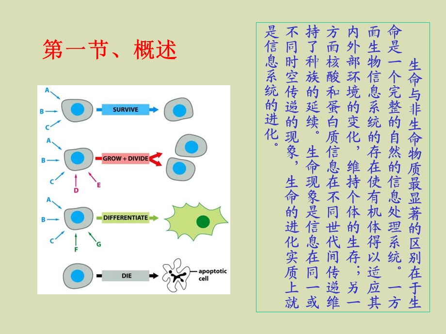 细胞的信号转导医学细胞生物学.ppt_第3页