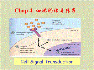 细胞的信号转导医学细胞生物学.ppt