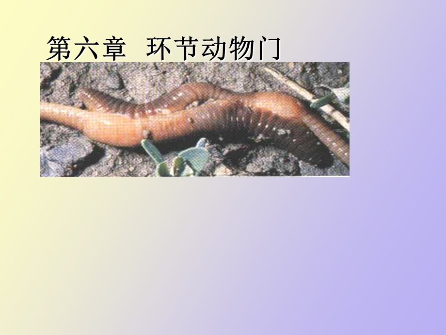 真体腔分节环节动物门七.ppt_第1页