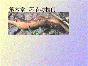 真体腔分节环节动物门七.ppt