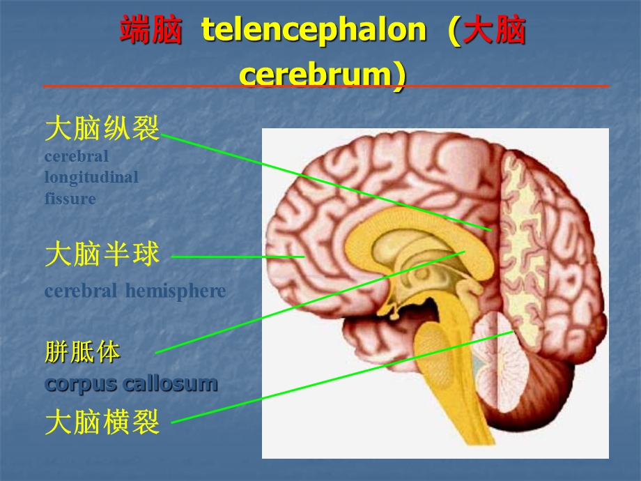 端脑telencephalon大脑cerebrum.ppt_第1页