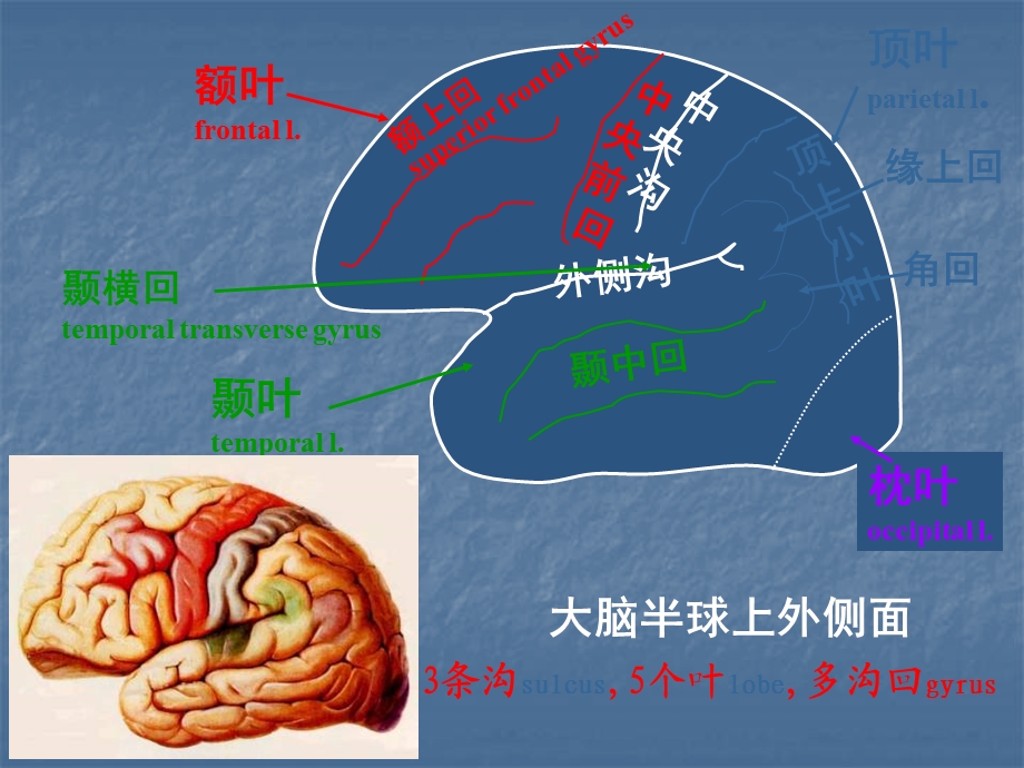 端脑telencephalon大脑cerebrum.ppt_第2页