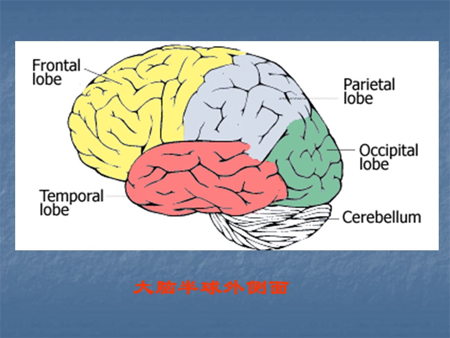 端脑telencephalon大脑cerebrum.ppt_第3页