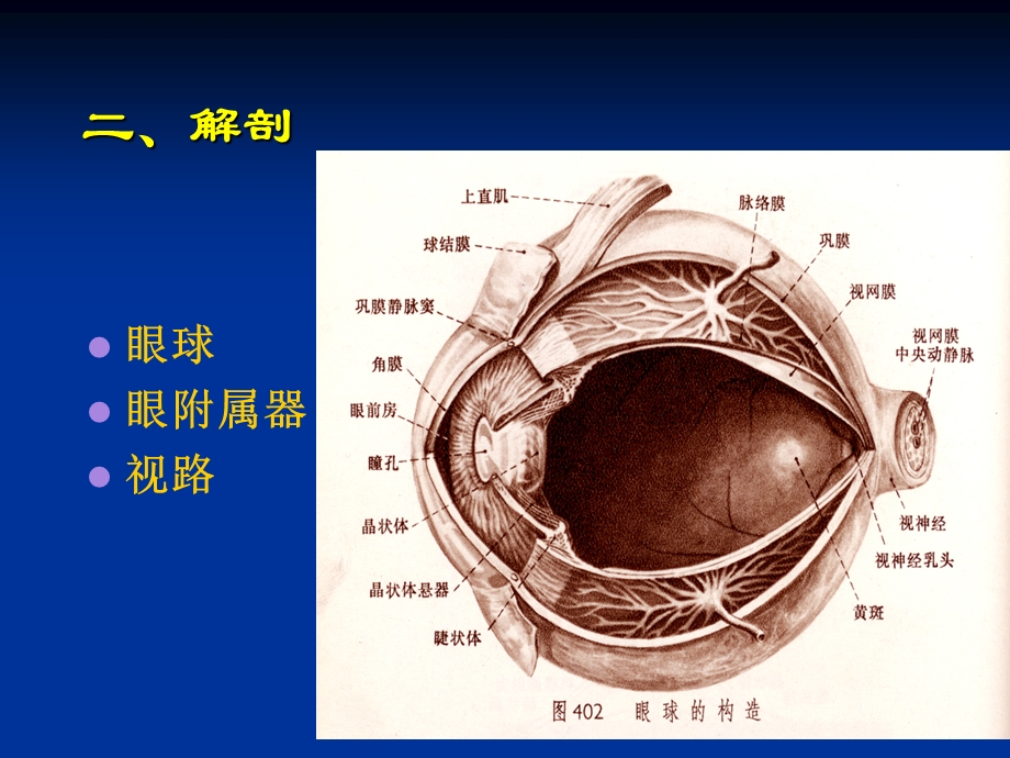 眼部超声检查课件.ppt_第3页