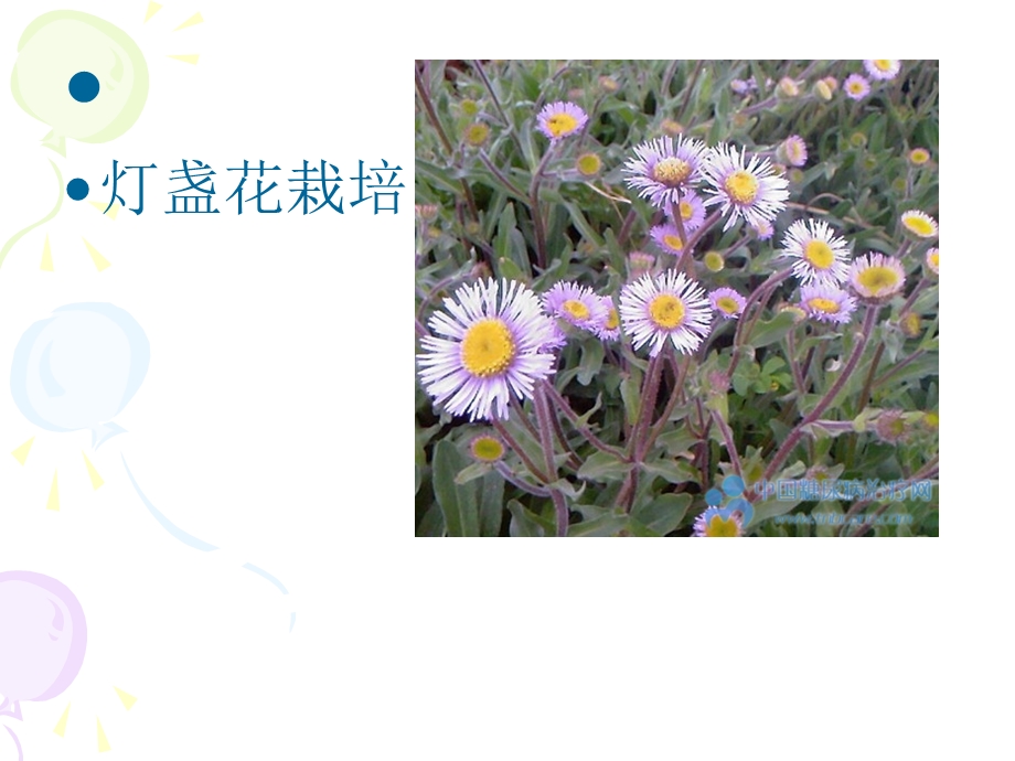 灯盏花栽培初级培训.ppt_第1页