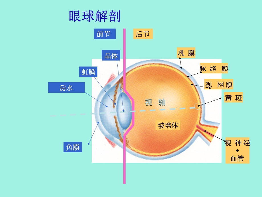 眼科超乳玻切手术基础知识.ppt_第3页