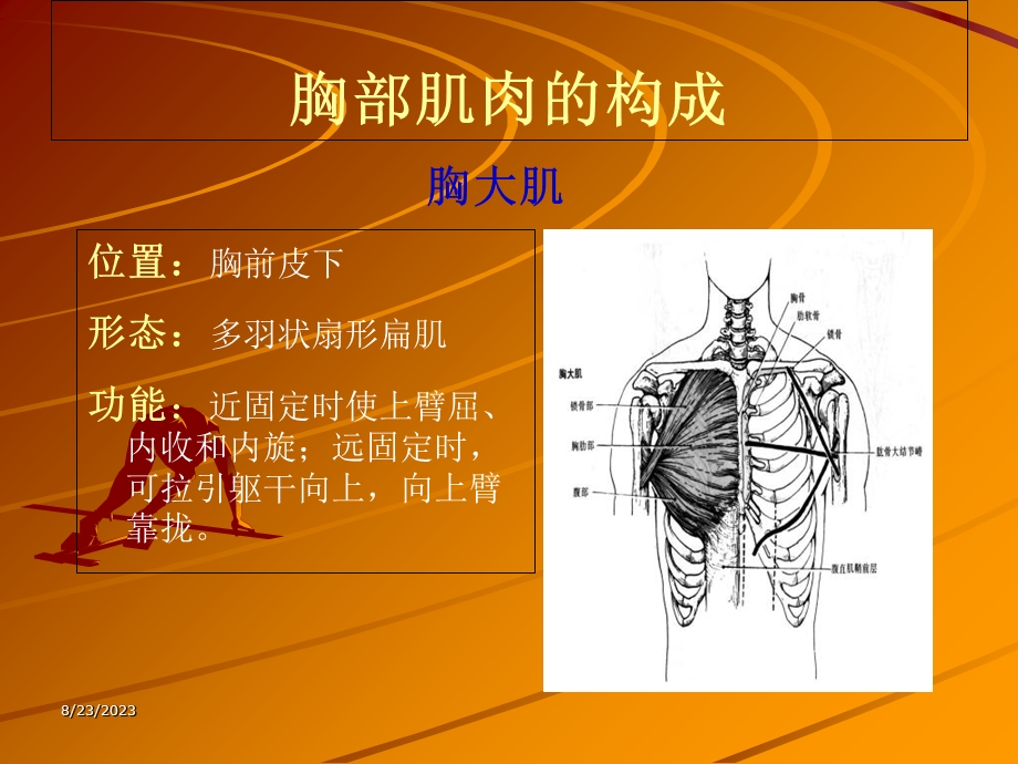 胸部肌肉的锻炼方法.ppt_第2页