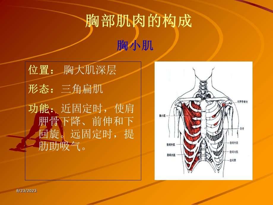 胸部肌肉的锻炼方法.ppt_第3页