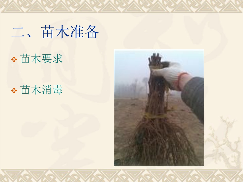 红提葡萄红提定植与整形期管理.ppt_第3页