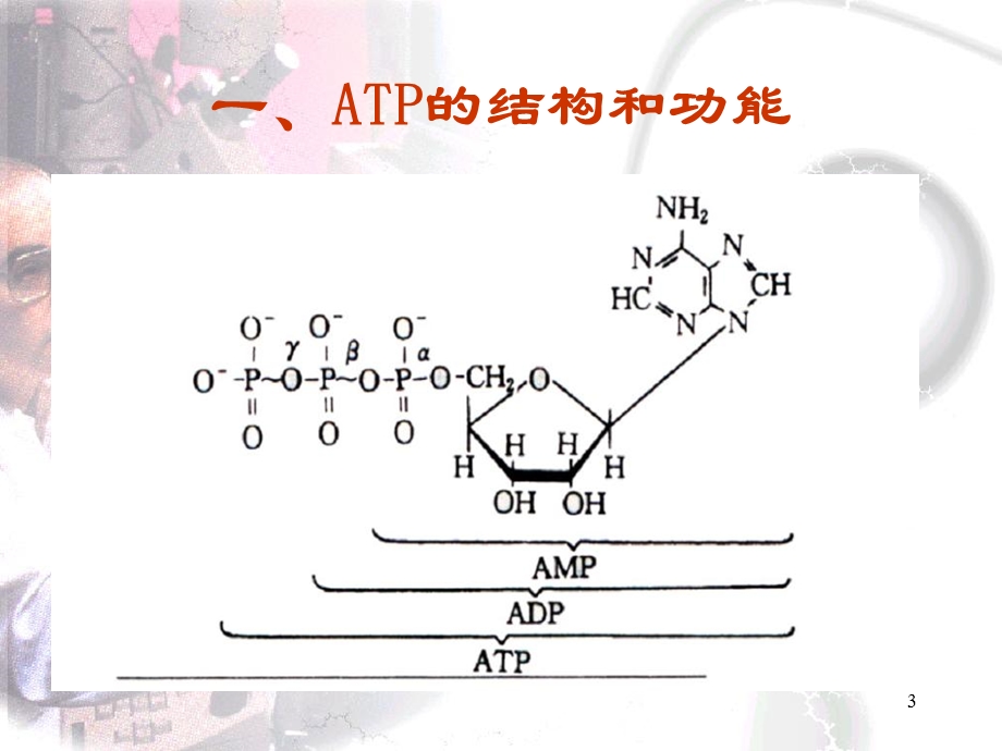 生命活动的能量获取与转换.ppt_第3页