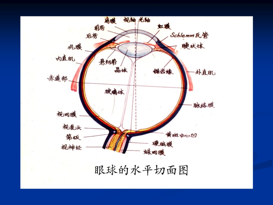 瞳孔变化的临床意义.ppt_第2页