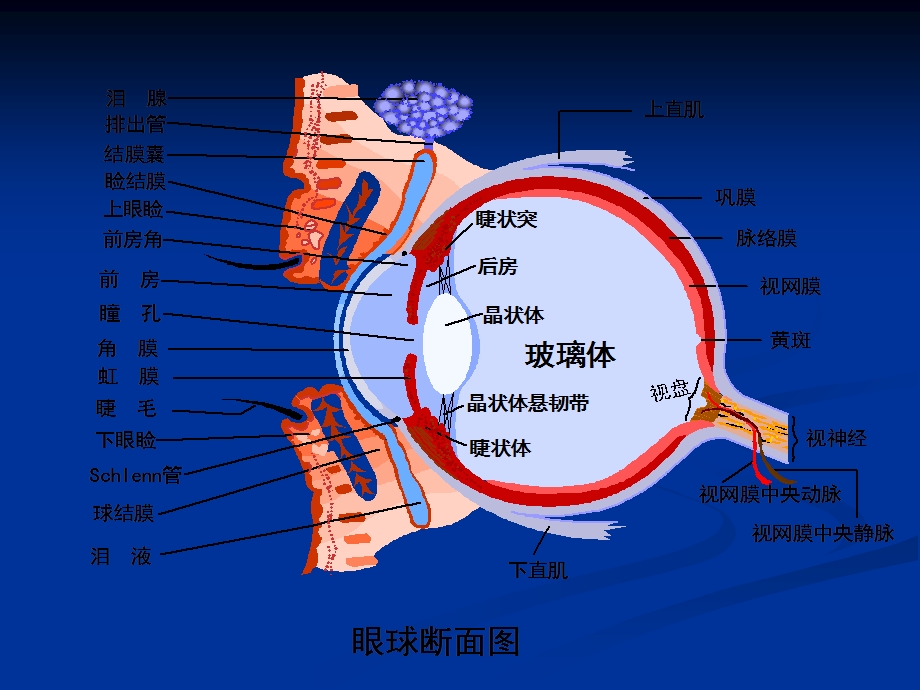 瞳孔变化的临床意义.ppt_第3页