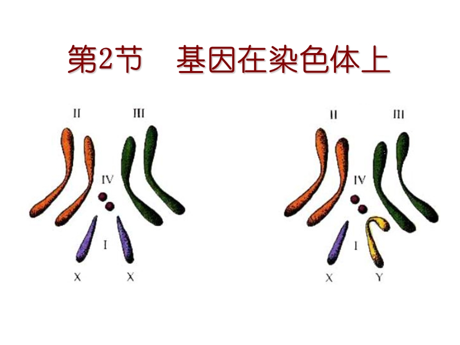 简版基因在染色体上和伴性遗传.ppt_第1页