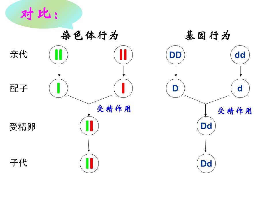 简版基因在染色体上和伴性遗传.ppt_第2页