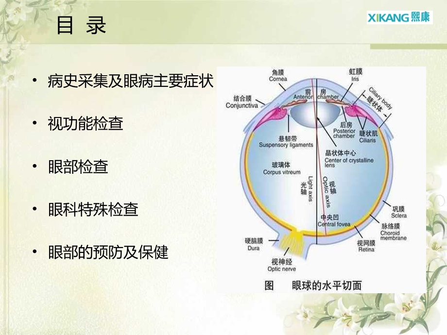 眼科相关知识简介.ppt_第2页