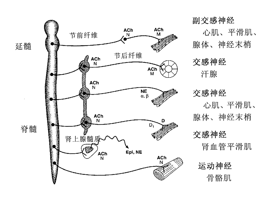 药理讲义传出神经.ppt_第2页