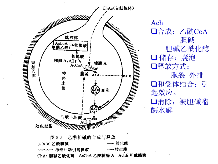 药理讲义传出神经.ppt_第3页