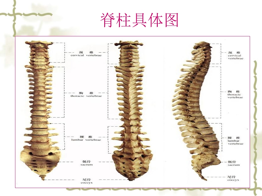 脊髓损伤平面的临.ppt_第2页