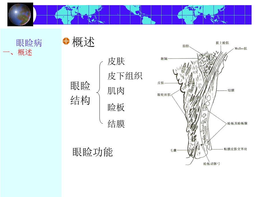 眼睑病PPT课件.ppt_第2页