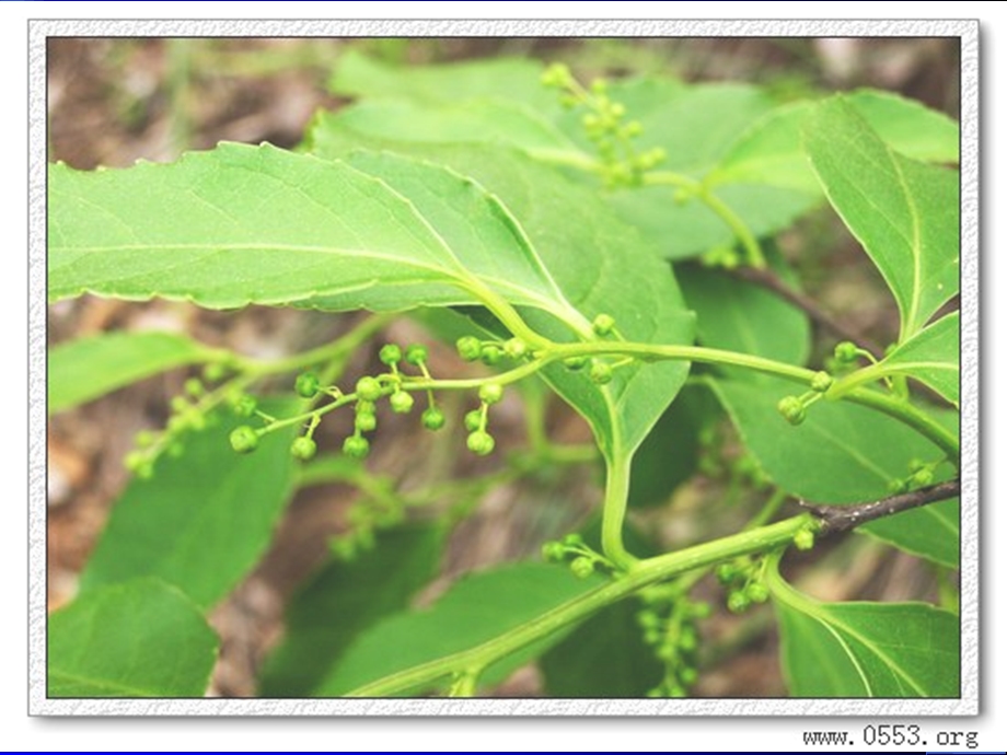 药用植物学-五味子详解.ppt_第2页