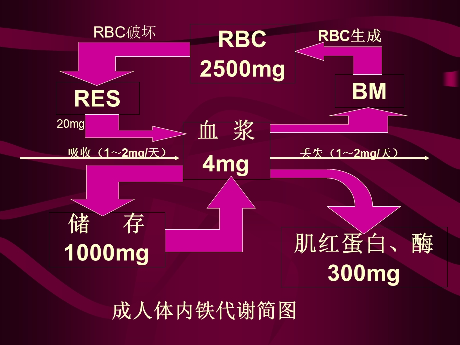 缺铁性贫血课件PPT.ppt_第2页