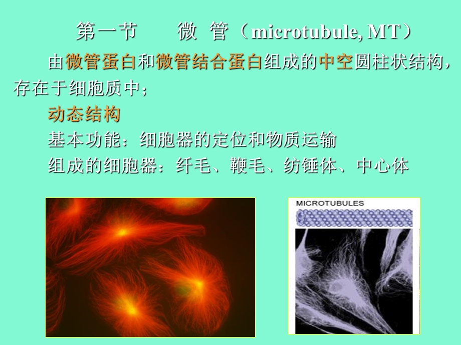 细胞生物学细胞骨架与细胞运动.ppt_第3页