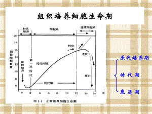 细胞培养技术-第二讲.ppt